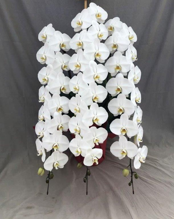 https://sori-yoshida.com/white-orchid-3-50